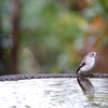 秋の野鳥撮影