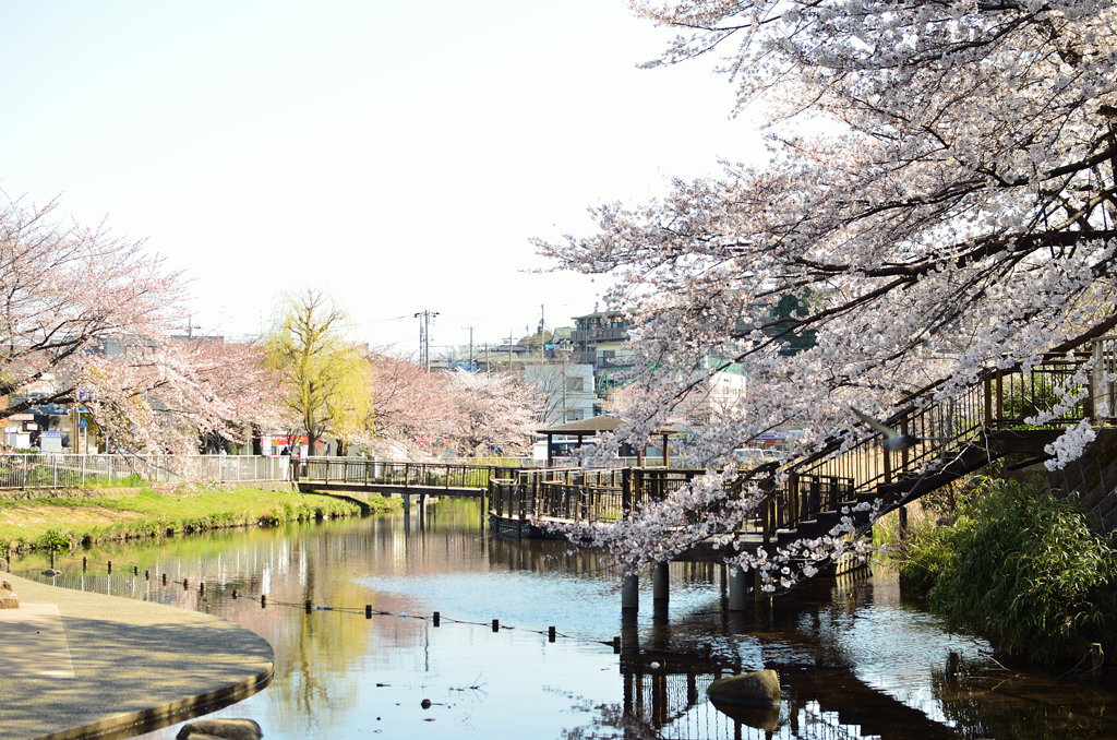 篠原池と桜