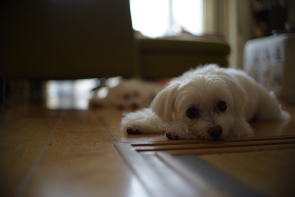 飼い犬