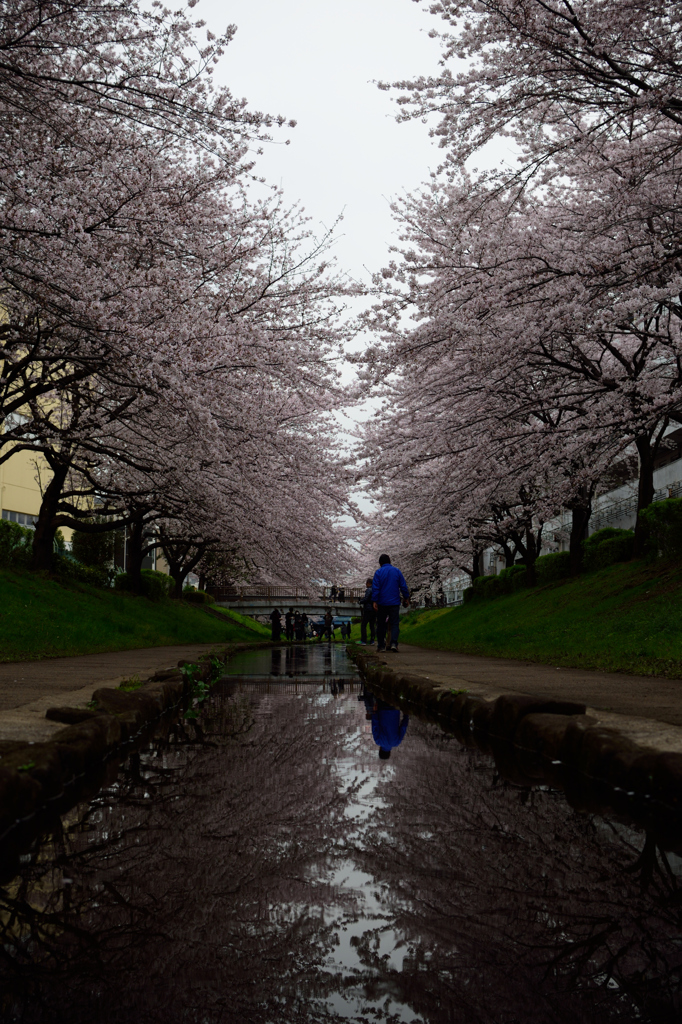 川沿いの桜並木