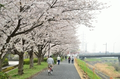鳥山川の桜