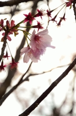 おわりの横浜緋桜