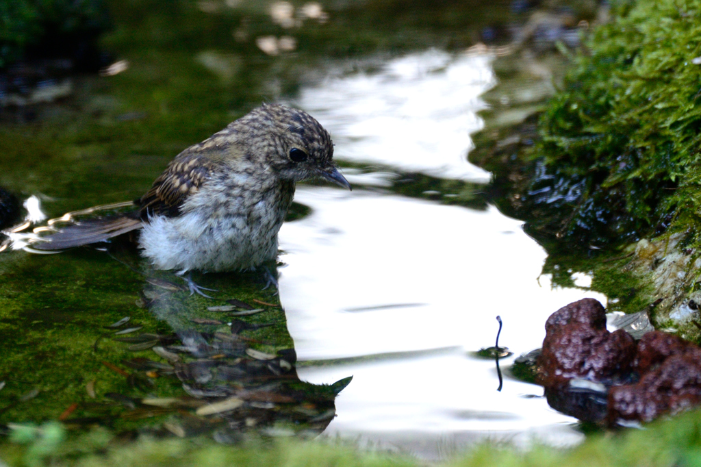キビタキ幼鳥の水浴び