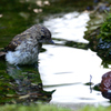 キビタキ幼鳥の水浴び
