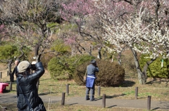 梅を撮る人たち
