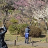 梅を撮る人たち