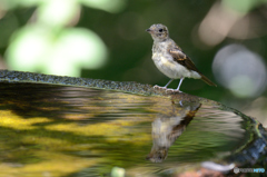 水場のキビタキ幼鳥