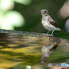 水場のキビタキ幼鳥