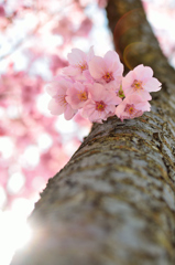 横浜緋桜