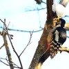 アカゲラ♀、はじめまして！