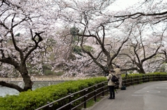 桜を撮る人達