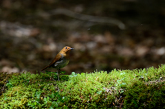 苔とコマドリ