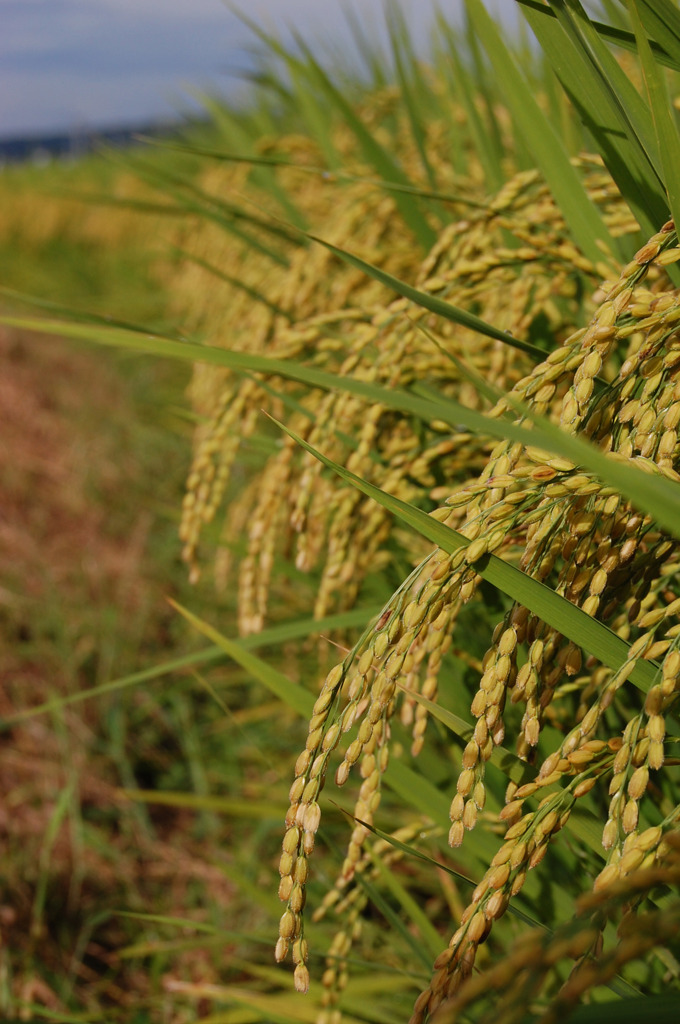 稲穂