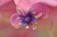 紫陽花