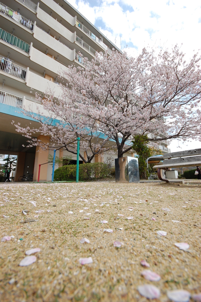 桜の花びら