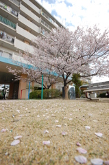 桜の花びら
