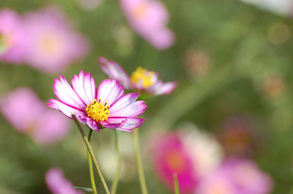 秋桜