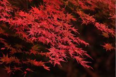 40322916_1935052002s