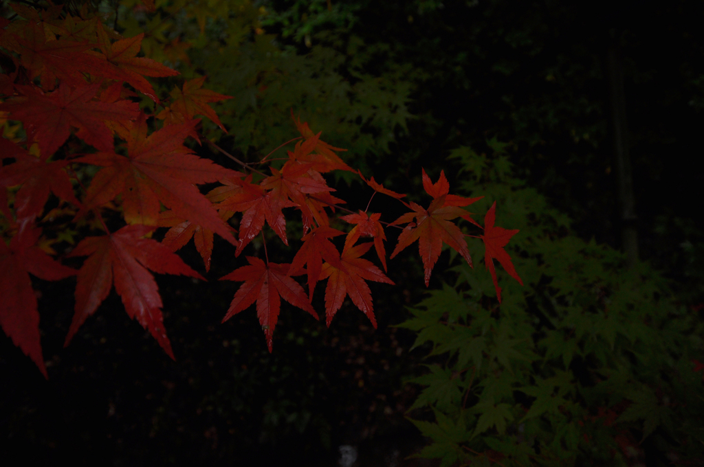 DSC_8078