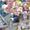 八重桜