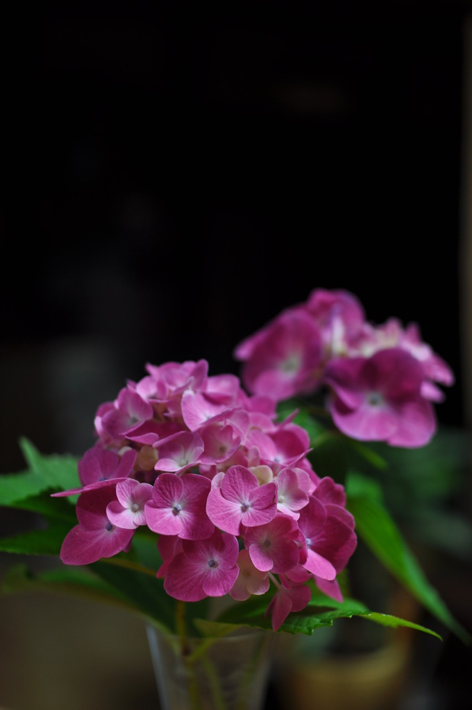 紫陽花～室内にて～