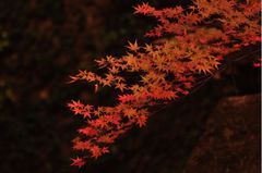 40322916_1292928185s