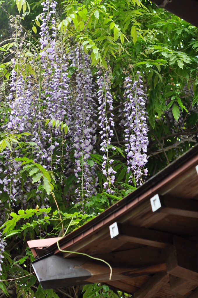 屋根上の藤