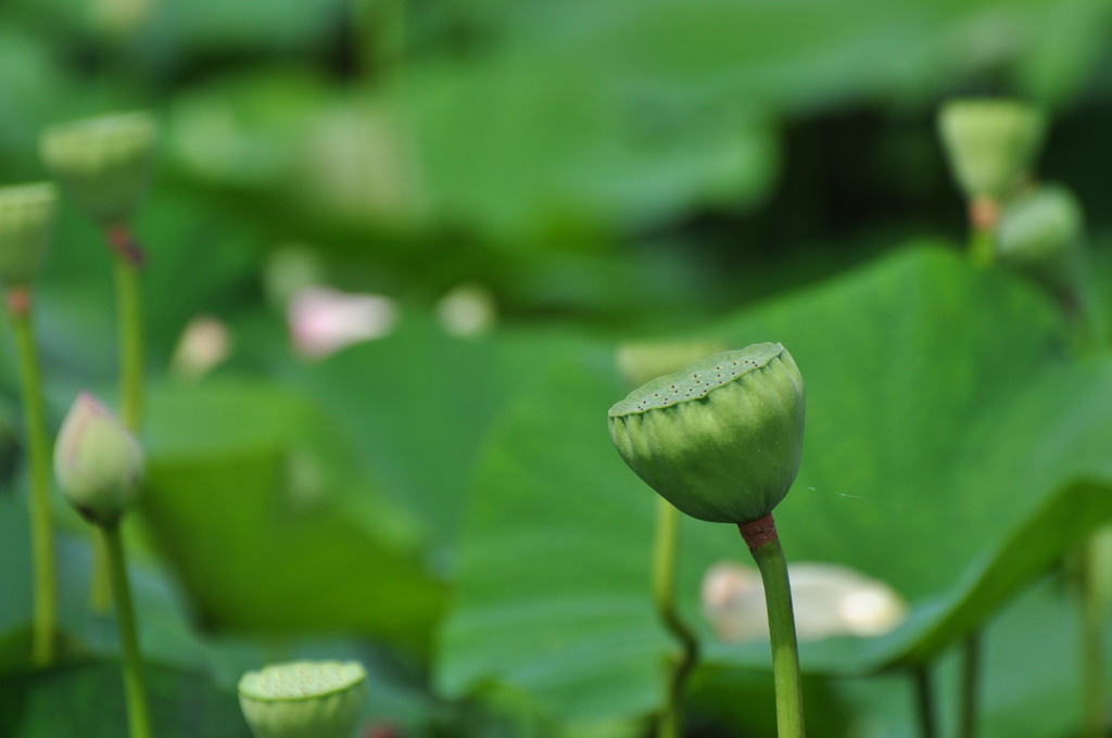 蓮の花のその後・・・