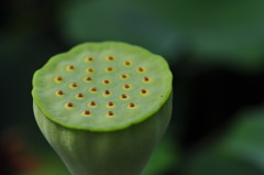 ハスの花托