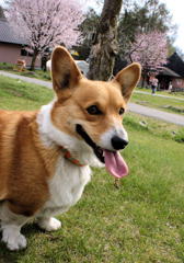 マロン運動不足