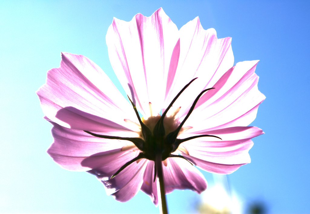 太陽に向かって