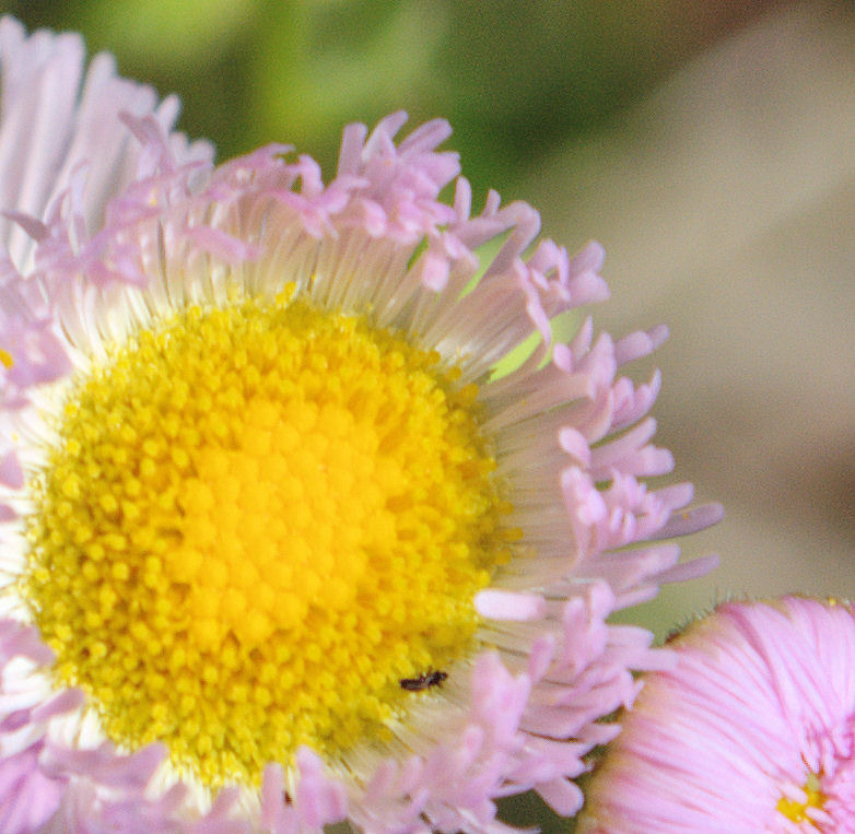 今朝の散歩にて 1