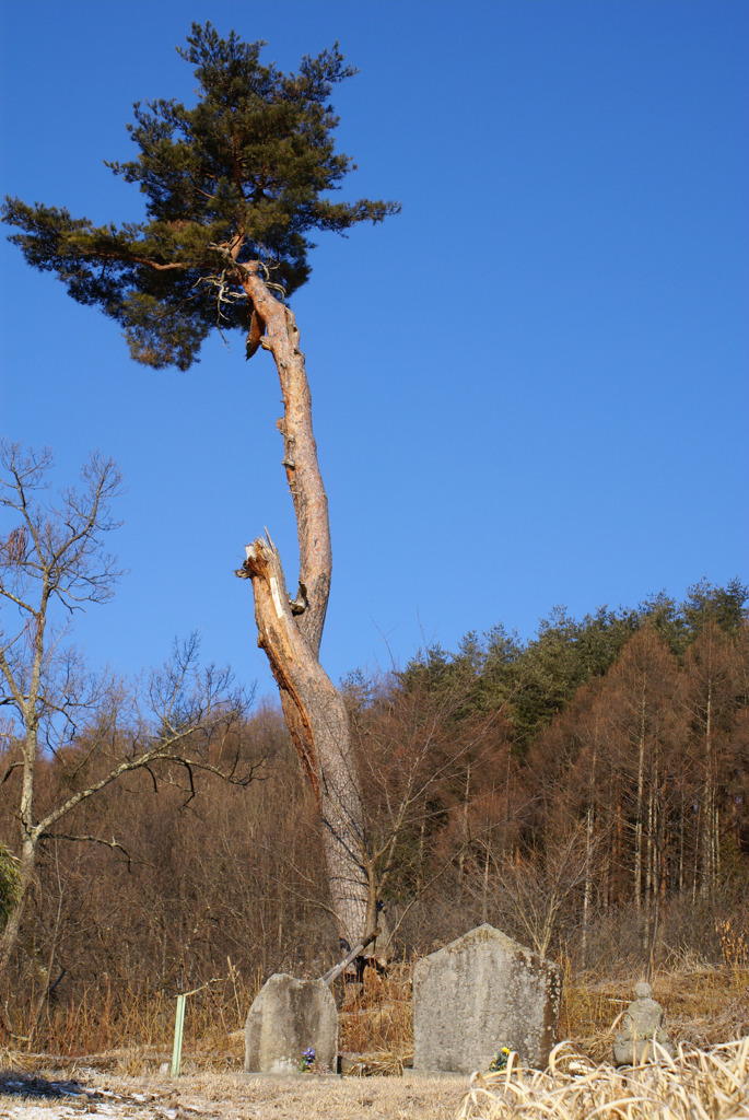 散歩の途中にて