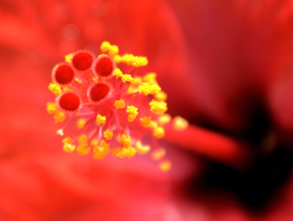 ハイビスカスの砲台