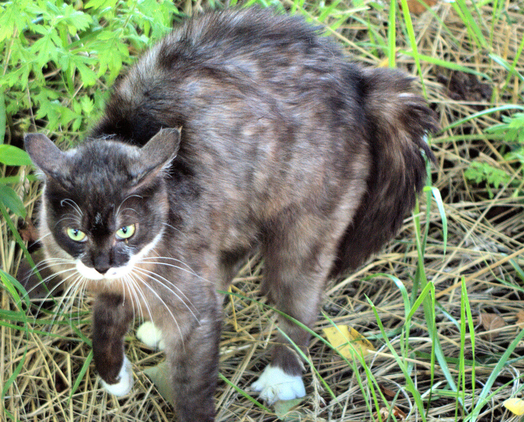 愛犬マロンとの遭遇