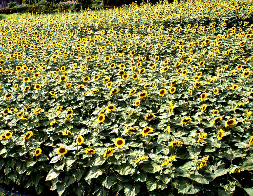 ソフィアローレン思い出すのは年のせい？