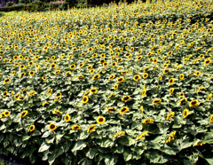 ソフィアローレン思い出すのは年のせい？