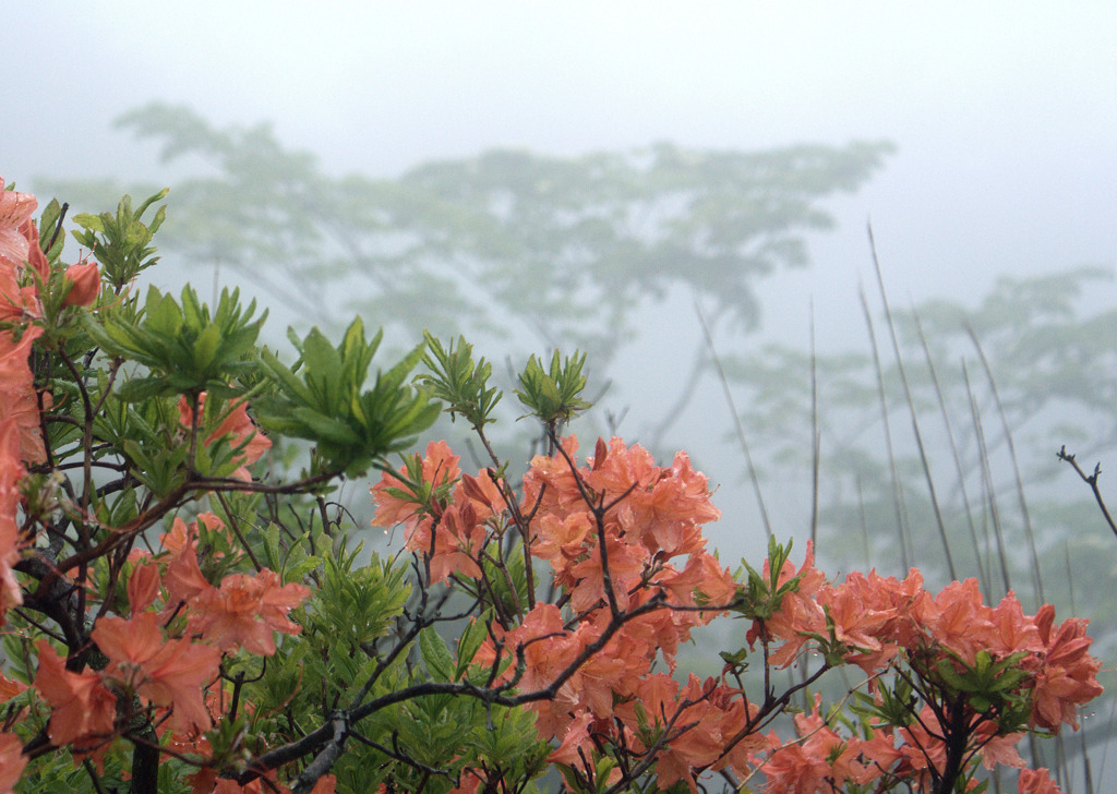レンゲツツジ2