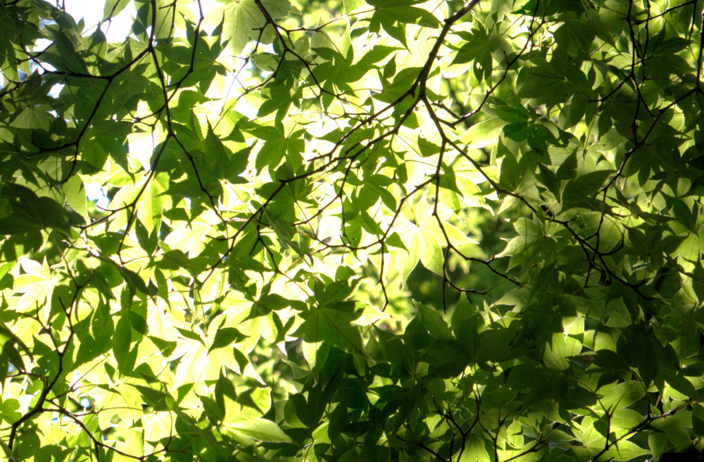 まだまだ紅葉は