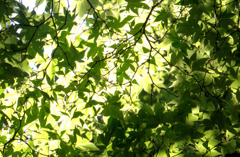 まだまだ紅葉は