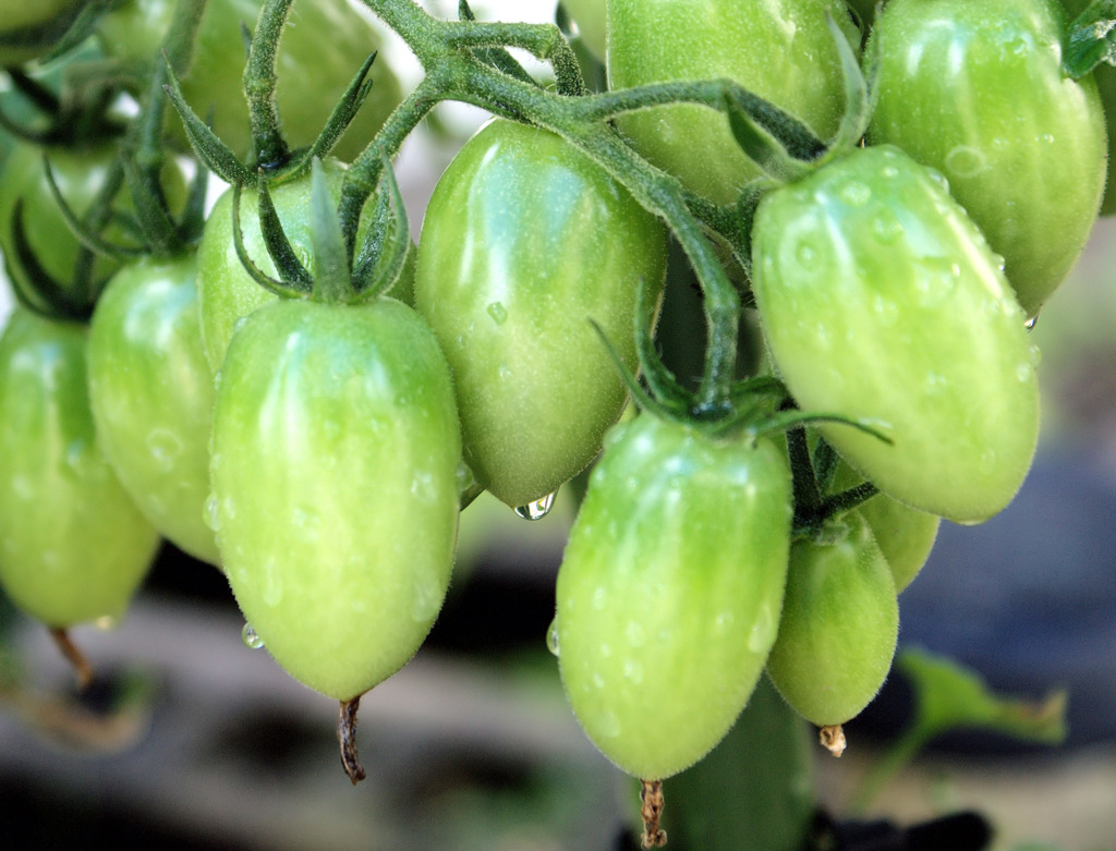 庭のトマト　アイコ　早く赤くなれ