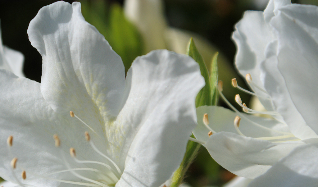 今朝の散歩にて 4