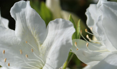 今朝の散歩にて 4