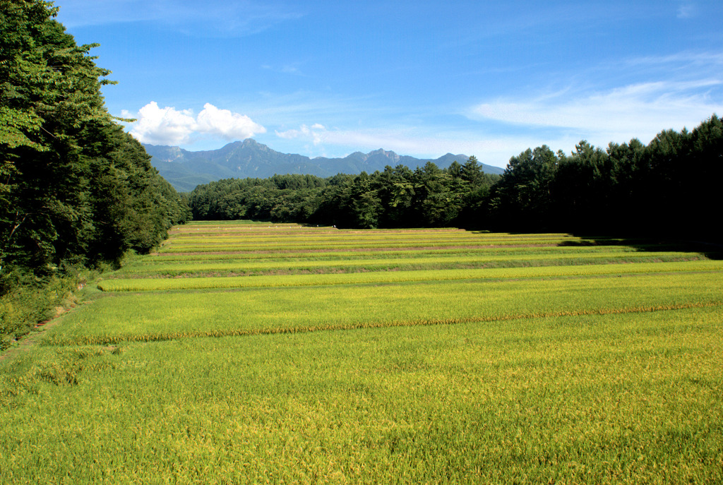 高原の田んぼ