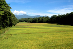 高原の田んぼ