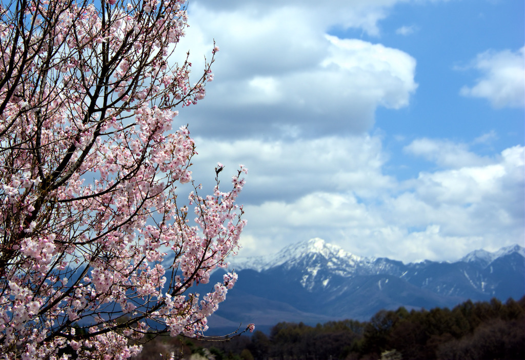 桜と八ヶ岳
