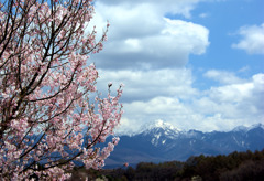 桜と八ヶ岳