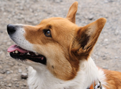 マロン 食べ物に注目