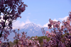 桜　山