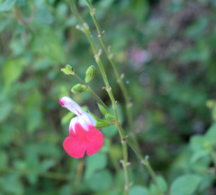 名も知らない花